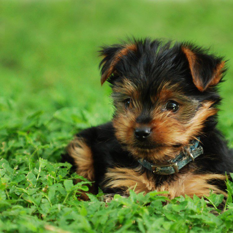 Pet services in Palm Beach County FL