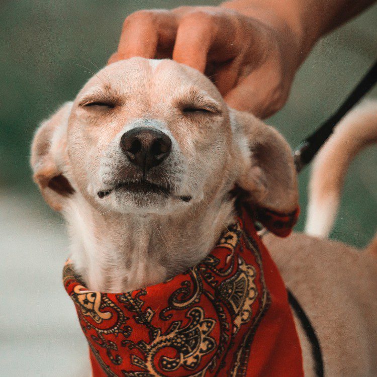 Pet services in Palm Beach County FL